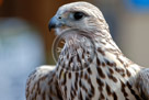 Falcon_KMT7665