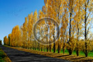 Fall_Colours_Lombardi_Poplar_KMT6925