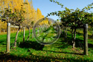 Fall_Colours_Vineyard_KMT6931