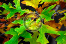 Fall_Leaves_01_KMT7626