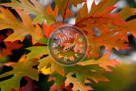 Fall_Leaves_02_KMT7628