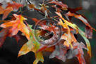 Fall_Leaves_03_KMT7635
