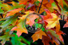 Fall_Leaves_04_KMT7636