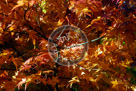 Fall_Leaves_06_KMT7672