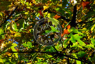 Fall_Leaves_07_KMT7681