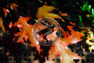 Fall_Leaves_08_KMT7687