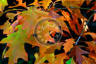 Fall_Leaves_09_KMT7622