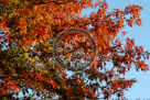 Fall_Leaves_10_KMT7745