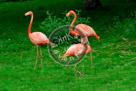 Flamingo_01_KMT4001