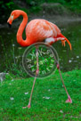 Flamingo_02_KMT4016