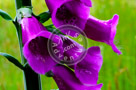 Foxglove_Flowers_001_KTA7860