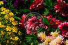 Garden_Flowers_001_KTB0218