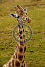 Giraffe_KMT7447