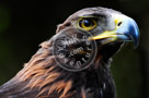 Golden_Eagle_KTA1207