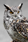Great_Horned_Owl_01_KTA2367
