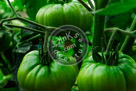 Green_Tomato_001_KMT4658