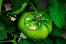 Green_Tomato_002_KMT4683