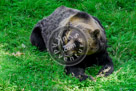 Grizzly_Bear_02_KMT4182