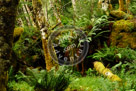 Haida_Gwaii_Rain_Forest
