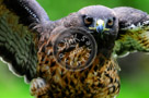 Hawk_KTA1431