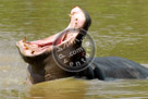 Hippopotamus_01_KMT4146