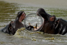 Hippopotamus_02_KMT4209