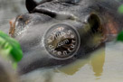 Hippopotamus_05_KMT4258