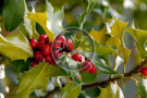 Holly_001_DSC_5257