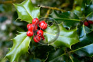 Holly_003_DSC_5271