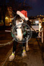 Horse_N_Buggy_DSC_5280