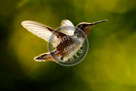 Humming_Bird_Anna_001_KMT6636