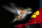 Humming_Bird_Anna_003_KTB1263