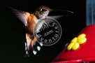 Humming_Bird_Anna_004_KTB1339
