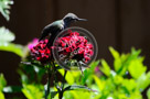 Humming_Bird_Juvenile _Anna_009_KTA_KCM0598