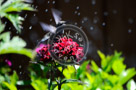 Humming_Bird_Juvenile _Anna_Bathing_010_KTA_KCM0600