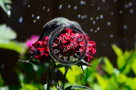 Humming_Bird_Juvenile _Anna_Bathing_010_KTA_KCM0609