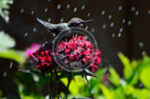 Humming_Bird_Juvenile _Anna_Bathing_011_KTA__KCM0610