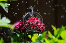Humming_Bird_Juvenile _Anna_Bathing_013_KTA_KCM0628