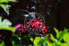 Humming_Bird_Juvenile _Anna_Bathing_014_KCM0629