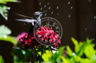 Humming_Bird_Juvenile _Anna_Bathing_016_KTA_KCM0633