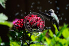 Humming_Bird_Juvenile _Anna_Bathing_017_KTA_KCM0649