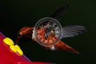 Humming_Bird_Rufous_006_KTB1731