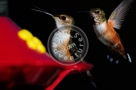 Humming_Birds_Anna's_007_KTB1833
