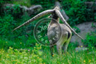 Ibex_KMT4136