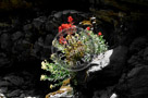 Indian_Paintbrush_KTA8577-Edit