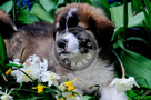 Jake_St._Bernard_Puppy_001_KTA7051