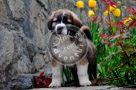 Jake_St._Bernard_Puppy_003_KTA7113