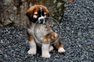 Jake_St._Bernard_Puppy_004_KTA7019