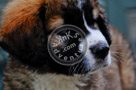 Jake_St._Bernard_Puppy_005_KTA7079