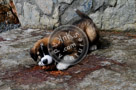 Jake_St._Bernard_Puppy_006_KTA6990